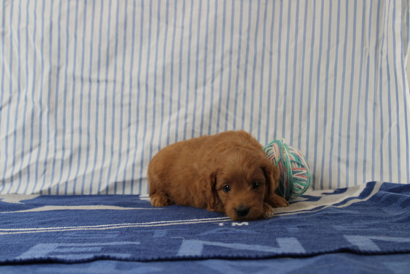 puppy, for, sale, Mini Golden Doodle F1, Matthew B. Stoltzfus, dog, breeder, Gap, PA, dog-breeder, puppy-for-sale, forsale, nearby, find, puppyfind, locator, puppylocator, aca